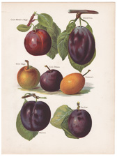 Plums